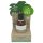 Coconutoil - Eko Rakolja & Efterrakningsolja (50ml)