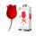 Pretty Love Rose - 2in1 Klitorisvibrator (röd)